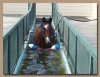Horse exercising in an aquatred treadmill