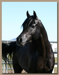 Horse Treadmills help increase indurance horse's performance