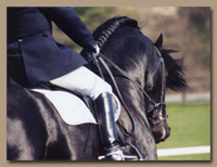 Dressage horses performance maximized with HydroHorse's hydro ciser treadmill