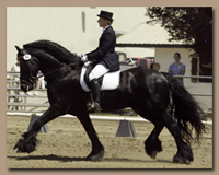 Friesians benefit from hydrotherapy in HydroHorse Treadmills