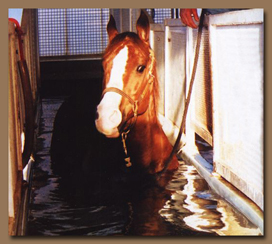 Horse Exercising in a Hydro Ciser - an above ground horse treadmill