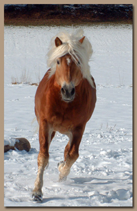 Stallions can perform longer and live healthier when exercising in a hydrohorse treadmill