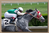 Many race horses benefit from hydrotherapy in an aquatreadmill