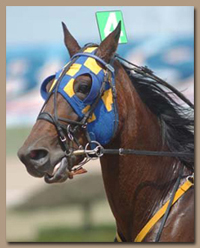 Harness horses benefit from conditioning in horse treadmills