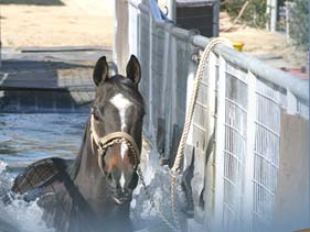Horses benefit from Hydro Horse Treadmill Therapy