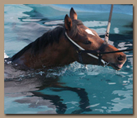 Most horse love to work out in swimming pools once they've been introduced to them