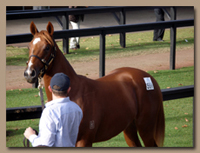 Horse Treadmills help get yearlings in top condition before a sale