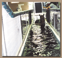 Horse Working Out in a HydroHorse Treadmill