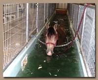 Horse gain many benefits from hydrotherapy workouts in aquatred treadmills