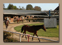 Hot Walkers are an excellent form of conditioning along with exercise in underwater horse treadmills