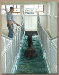HydroHorse Model 201 in ground horse treadmill in use