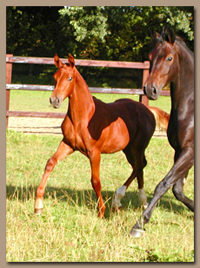 Young Horses can benefit from hdyrotherapy in horse treadmills