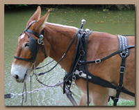 Even Mules and Donkey's can benefit from hydrothrapy whether in a river or in a horse treadmill