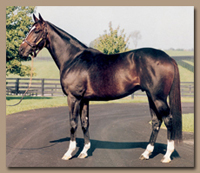 Many winning racehorses have benefitted from conditioning in an aquaciser