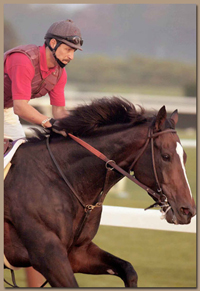 Race horses recover faster and gain conditioning in HydroHorse Treadmills