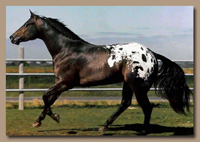 Healthy Horses Benefit from Equine Hydrotherapy