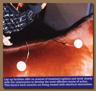 Facilities that offer hydrotherapy for horses often offer other treatment options, which when used in conjunction with the aquaciser treadmill workouts speed up their recovery