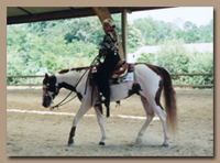 Horse Treadmills are not just for race horses. Western Pleasure Horses can benefit from hydrotherpay as well